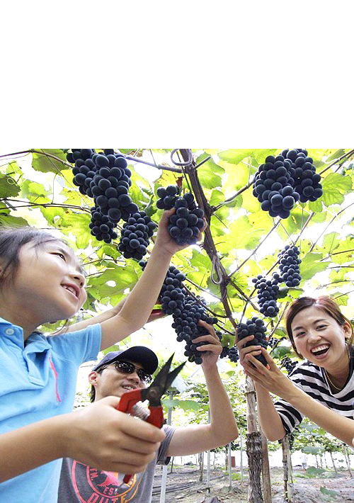 농작물경작체험