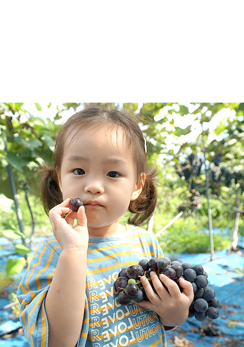 농작물경작체험